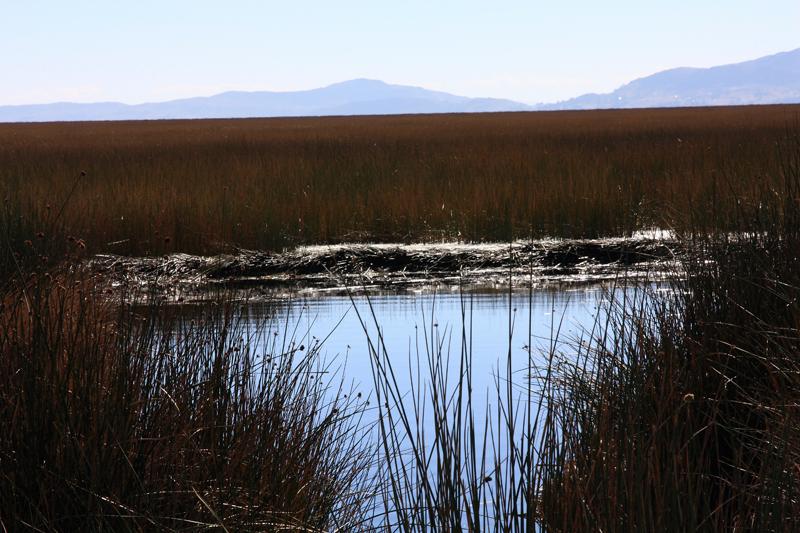 758-Lago Titicaca,isole galleggianti,13 luglio 2013.JPG